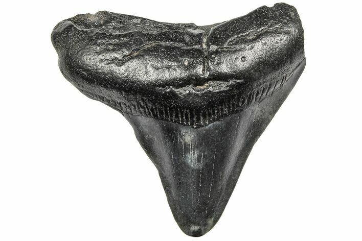 Juvenile Megalodon Tooth - South Carolina #195951